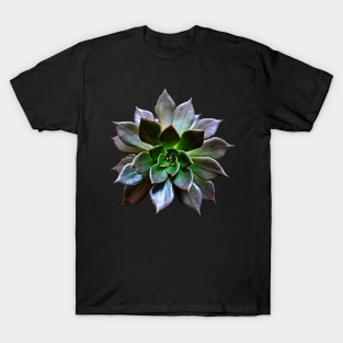 Echeveria Black Princes T-Shirt